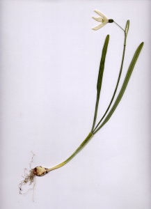 08A Galanthus nivalis