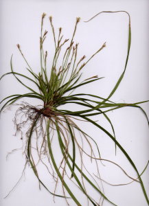 09A Carex digitata