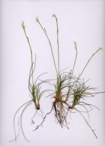 09Ba Carex mucronata