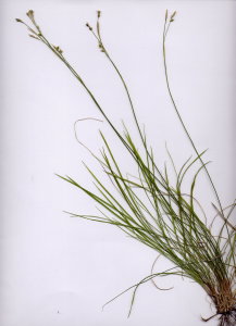 09Bb Carex mucronata