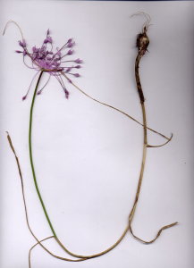 10A Allium carinatum