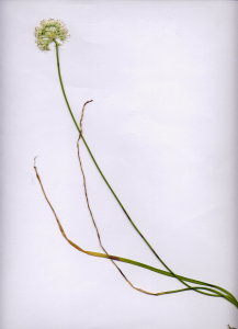 10Ba Allium ochroleucum