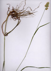 11D Dactylis glomerata