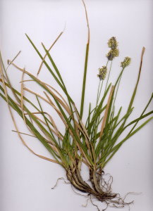 11I Sesleria caerulea