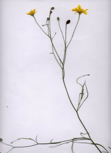 21Fa Hieracium porrifolium