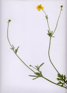 38Ea Ranunculus bulbosus